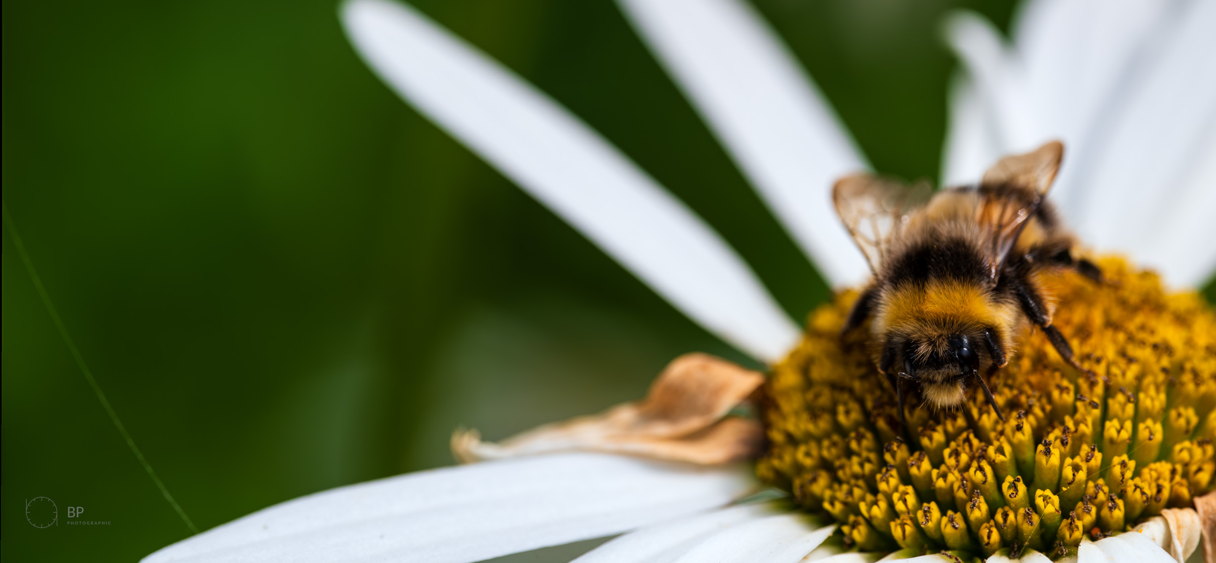 Honey bee on ox-eye daisy